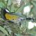 Green-backed Tit